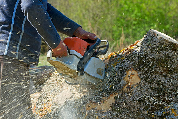 Trusted Sugar City, ID Tree Removal Experts